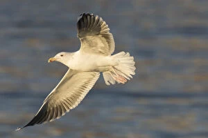 Great Black-backed Gull - adult gull in flight - Iceland