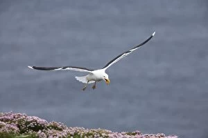 Shetland Island Collection: Great Black-Backed Gull - Calling as it comes into land Noss National Nature Reserve, Shetland
