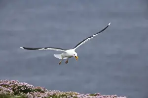 Shetland Island Prints: Great Black-Backed Gull - Calling as it comes into land Noss National Nature Reserve