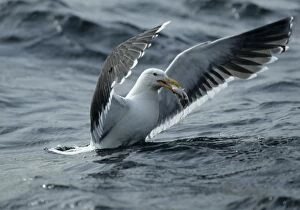 Images Dated 11th August 2006: Great Black-Backed Gull - With fish North Sea, UK BI005601