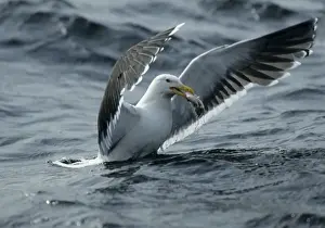 Great Black-Backed Gull - With fish North Sea, UK BI005601