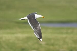Great Black-backed Gull - in flight