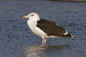 Great Black-backed Gull - Immature
