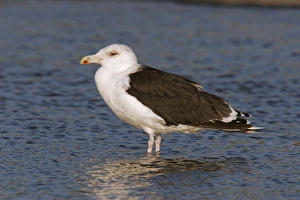 Great Black-backed Gull - Immature Great Black-backed Gull - Immature
