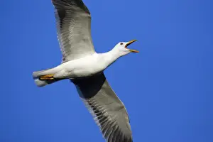 Communications Prints: Great Black Backed Gull-In courtship flight, Isle of Texel, Holland