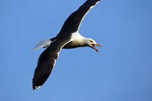 Images Dated 5th July 2006: Great Black Backed Gull-In courtship flight, Isle of Texel, Holland