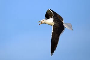 Images Dated 3rd July 2006: Great Black Backed Gull-In courtship flight, Isle of Texel, Holland
