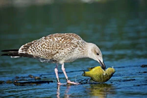 Food In Beak Collection: Great Black-backed Gull - Juvenile - First winter - With Pumpkin Seed Sunfish - With bands on legs