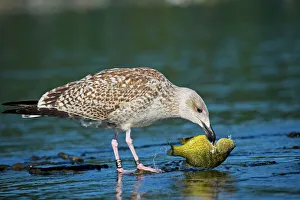 Images Dated 24th September 2007: Great Black-backed Gull - Juvenile - First winter - With Pumpkin Seed Sunfish - With bands on legs