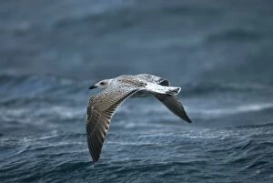 Great Black-backed Gull - Juvenile / Immature over waves