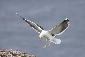 Shetland Island Prints: Great Black-Backed Gull - Landing on thrift covered cliff Noss National Nature Reserve