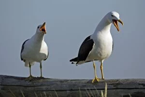 Images Dated 3rd July 2006: Great Black Backed Gull-pair courtship displaying on fence, Isle of Texel, Holland