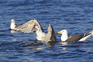 Images Dated 25th July 2008: Great Black-backed Gull - sitting on water - eating fish - Flatanger - Norway