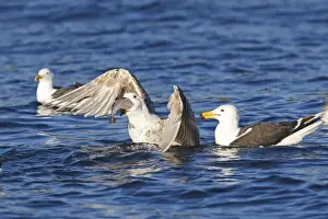 Swallowing Prints: Great Black-backed Gull - sitting on water - eating fish - Flatanger - Norway