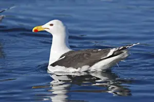 Black Backed Prints: Great Black-backed Gull - sitting on water - Flatanger - Norway