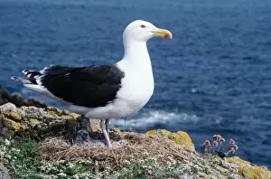 Black Backed Prints: Great Black-backed Gull - standing on nest with chicks