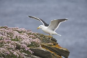 Shetland Island Collection: Great Black-Backed Gull - On thrift covered cliff top Noss National Nature Reserve, Shetland