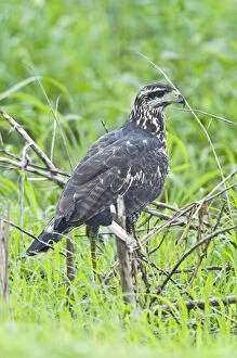 Great Black Hawk - immature showing white tip to tail feathers