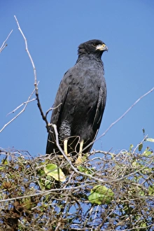 Images Dated 23rd July 2008: Great Black Hawk Northern Mexico
