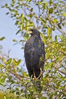 Great Black Hawk perched Pantanal area Mato Grosso