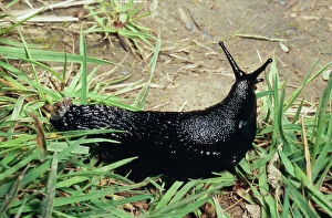 Images Dated 19th August 2005: Great Black Slug - Crawling through grass UK