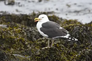 Great Blacked-backed Gull - perched on seaweed covered rock showing massive bill - July - Norway