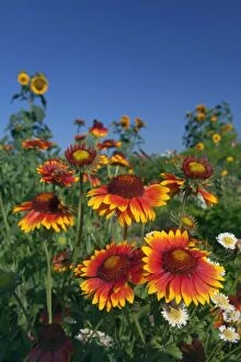 Images Dated 24th July 2012: Great Blanketflower with Brown-eyed Susan