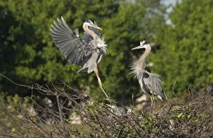 Great Blue Heron adult with young at breeding site