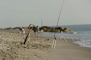 Great Blue Heron - on beach by fishing rod