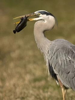 Great Blue Heron - catching and killing a walking catfish (Clarias batrachus) an Asian introduced fish
