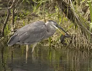 Images Dated 16th February 2006: Great blue heron catching and killing a walking catfish (Clarias batrachus)