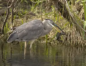 Great blue heron catching and killing a walking catfish (Clarias batrachus) - an Asian introduced fish, spreading rapidly in the Everglades. The fish is capable of migrating overland at night or in rain, using lung-like sacs