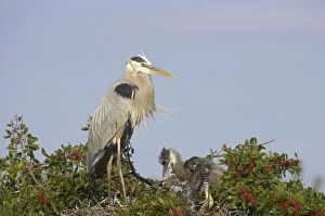 Great Blue Heron - with chick