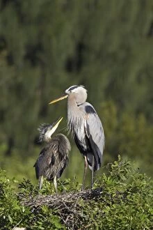 Images Dated 25th October 2005: Great Blue Heron - chick begging for food Venice Rookery, florida, USA BI000604