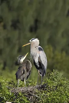 Heron Prints: Great Blue Heron - chick begging for food Venice Rookery, florida, USA BI000604