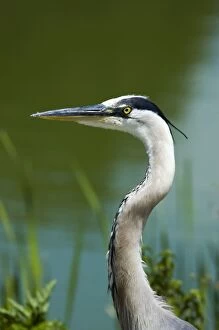 Images Dated 2nd May 2008: Great Blue Heron - close up of head. Occurs throughout USA, extending into Canada