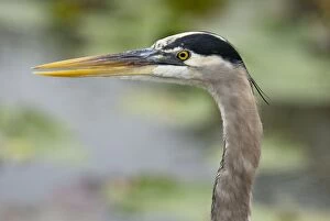 Great Blue Heron close-up of head