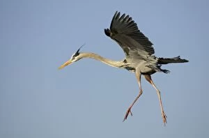 Images Dated 25th October 2005: Great Blue Heron - coming in to land Venice Rookery, florida, USA BI000571