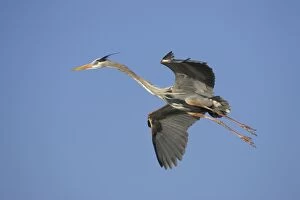 Great Blue Heron - in flight - coming into land