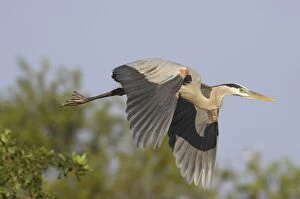 Images Dated 25th October 2005: Great Blue Heron - in flight Venice Rookery, Florida, USA BI000642