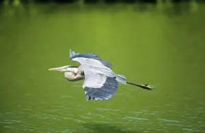 Great Blue Heron - in flight - Venice Rookery Florida USA