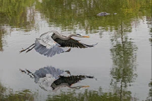 Behavior Collection: Great blue heron flying with reflection, Merritt Island National Wildlife Refuge