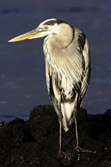 Images Dated 14th April 2005: Great Blue Heron. Galapagos