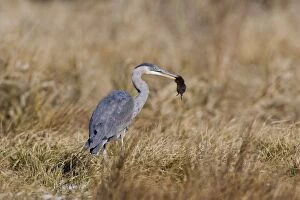 Great Blue Heron - hunting voles in winter field