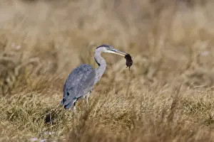 Great Blue Heron - hunting voles in winter field. January, CT