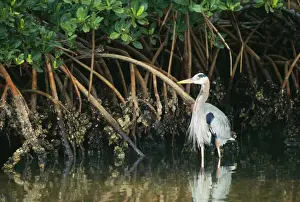 Everglades Prints: Great Blue Heron JZ 223 In mangrove