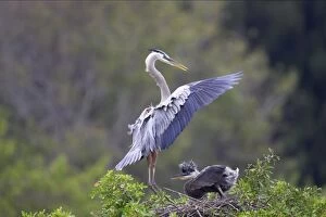 Great Blue Heron landing at nest with chick waiting