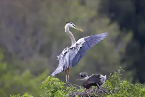 Great Blue Heron landing at nest with chick waiting Venice Rookery, florida, USA BI000555