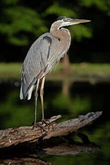 great blue heron, Maryland