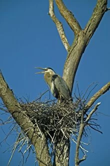 Images Dated 6th May 2004: Great Blue Heron - At rookery - Widespread in North America - Largest North American heron - Wades